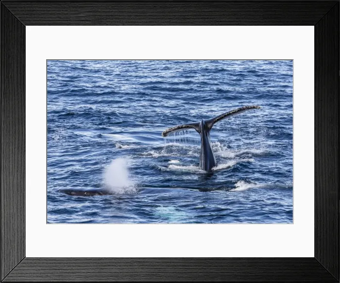 Framed Print : Adult humpback whales (Megaptera novaeangliae), Dallmann Bay, Antarctica, Southern Ocean, Polar Regions Framed Print : Adult humpback whales (Megaptera novaeangliae), Dallmann Bay, Antarctica, Southern Ocean, Polar Regions