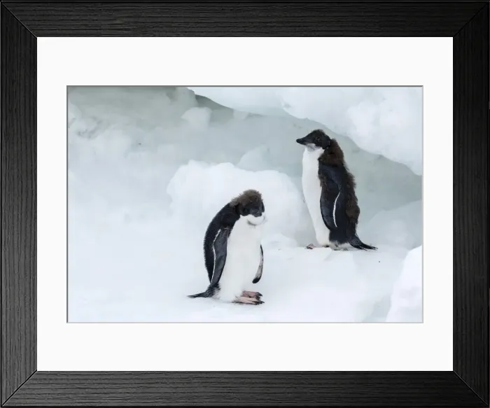 Framed Print : Adelie penguin (Pygoscelis adeliae) chicks, Brown Bluff, Antarctica, Southern Ocean, Polar Regions Framed Print : Adelie penguin (Pygoscelis adeliae) chicks, Brown Bluff, Antarctica, Southern Ocean, Polar Regions