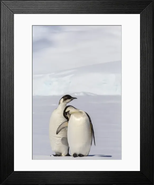 Framed Print : Recently fledged emperor penguins (Aptenodytes forsteri), Enterprise Islands, Antarctica, Southern Ocean, Polar Regions Framed Print : Recently fledged emperor penguins (Aptenodytes forsteri), Enterprise Islands, Antarctica, Southern Ocean, Polar Regions