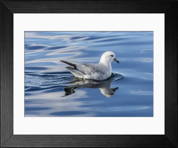 Framed Print : Adult southern fulmar (Fulmarus glacialoides) feeding in calm waters in Paradise Bay, Antarctica, Southern Ocean, Polar Regions Framed Print : Adult southern fulmar (Fulmarus glacialoides) feeding in calm waters in Paradise Bay, Antarctica, Southern Ocean, Polar Regions