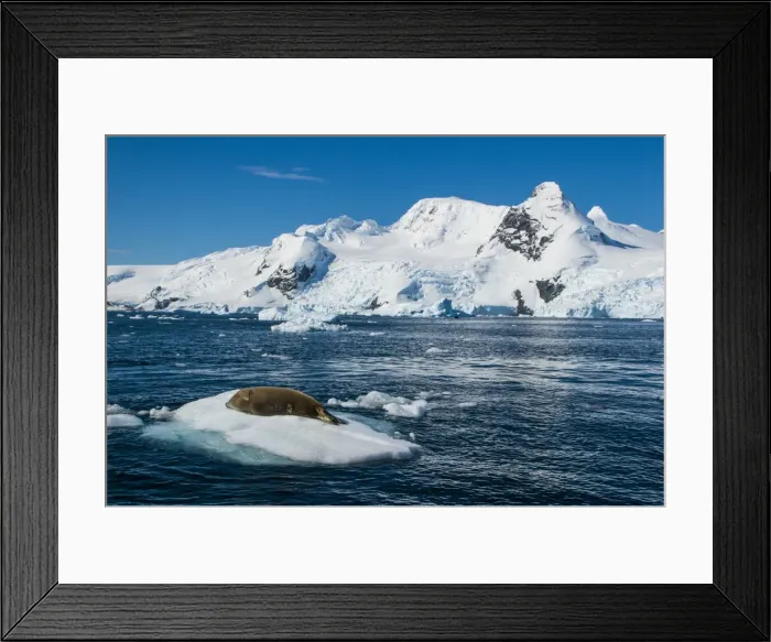 Framed Print : Leopard seal (Hydrurga leptonyx) lying on an ice shelf, Cierva Cove, Antarctica, Polar Regions Framed Print : Leopard seal (Hydrurga leptonyx) lying on an ice shelf, Cierva Cove, Antarctica, Polar Regions