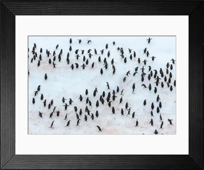 Framed Print : Adult chinstrap penguin (Pygoscelis antarctica), Half Moon Island, South Shetland Islands, Antarctica, Southern Ocean, Polar Regions Framed Print : Adult chinstrap penguin (Pygoscelis antarctica), Half Moon Island, South Shetland Islands, Antarctica, Southern Ocean, Polar Regions