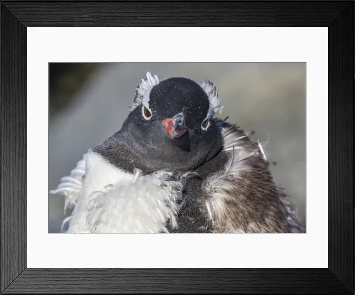 Framed Print : Adult gentoo penguin (Pygoscelis papua) moulting, Jougla Point, Wiencke Island, Antarctica, Southern Ocean, Polar Regions Framed Print : Adult gentoo penguin (Pygoscelis papua) moulting, Jougla Point, Wiencke Island, Antarctica, Southern Ocean, Polar Regions