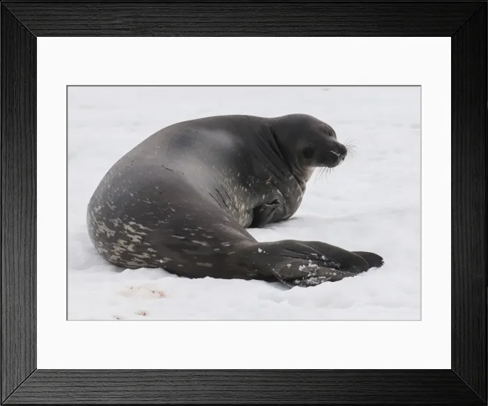 Framed Print : Elephant seal, Mirounga leonina, on Mikkelson Island, Antarctica, Polar Regions Framed Print : Elephant seal, Mirounga leonina, on Mikkelson Island, Antarctica, Polar Regions
