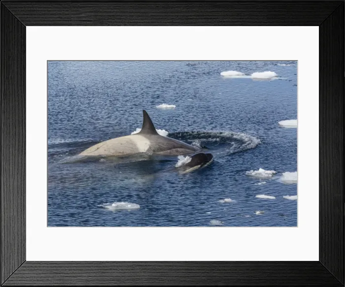 Framed Print : Type B killer whales (Orcinus orca) travelling and socializing in Lemaire Channel near the Antarctic Peninsula, Southern Ocean, Polar Regions Framed Print : Type B killer whales (Orcinus orca) travelling and socializing in Lemaire Channel near the Antarctic Peninsula, Southern Ocean, Polar Regions