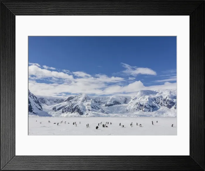 Framed Print : Adult gentoo penguins (Pygoscelis papua) in the Enterprise Islands, Antarctica, Southern Ocean, Polar Regions Framed Print : Adult gentoo penguins (Pygoscelis papua) in the Enterprise Islands, Antarctica, Southern Ocean, Polar Regions