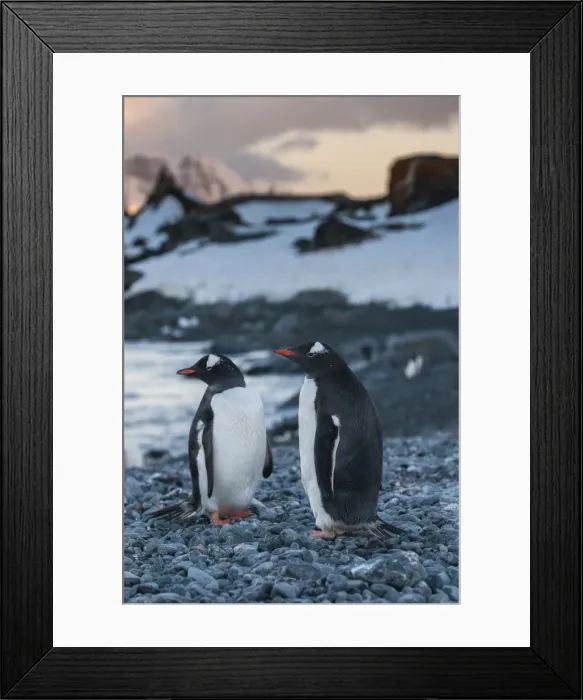 Framed Print : Penguin colony on half Moon Bay, South Shetland Islands, Antarctica, Polar Regions Framed Print : Penguin colony on half Moon Bay, South Shetland Islands, Antarctica, Polar Regions