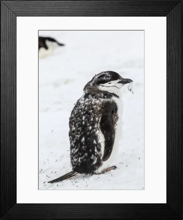 Framed Print : Chinstrap penguin (Pygoscelis antarctica) chick, Hannah Point, Livingston Island, South Shetland Islands, Antarctica, Southern Ocean, Polar Regions Framed Print : Chinstrap penguin (Pygoscelis antarctica) chick, Hannah Point, Livingston Island, South Shetland Islands, Antarctica, Southern Ocean, Polar Regions