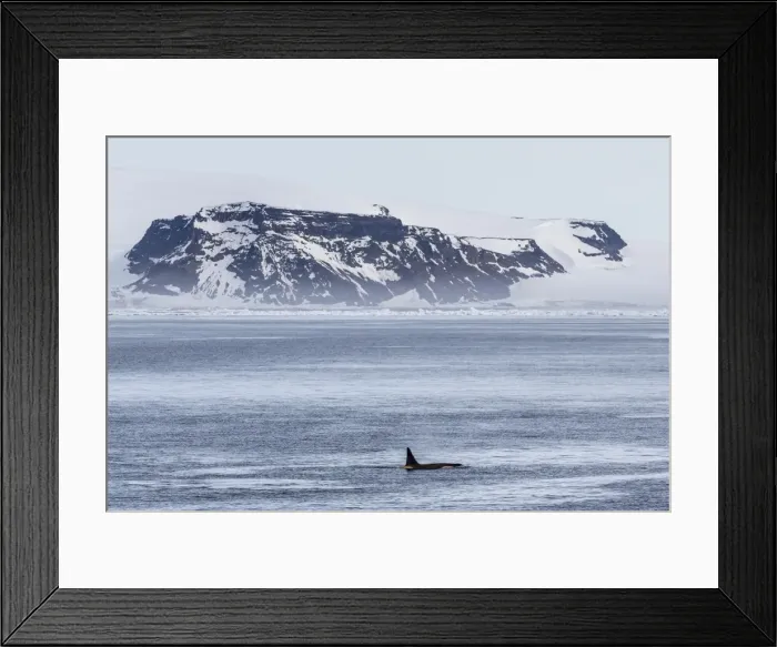Framed Print : A pod of Big Type B killer whales (Orcinus orca) in Antarctic Sound, Antarctica, Southern Ocean, Polar Regions Framed Print : A pod of Big Type B killer whales (Orcinus orca) in Antarctic Sound, Antarctica, Southern Ocean, Polar Regions