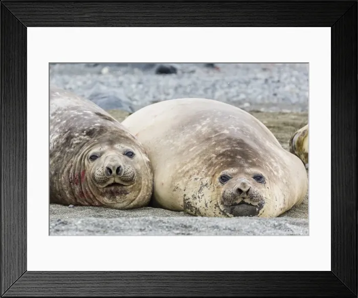 Framed Print : Southern elephant seals (Mirounga leonina) hauled out for their annual catastrophic moult, Snow Island, Antarctica, Polar Regions Framed Print : Southern elephant seals (Mirounga leonina) hauled out for their annual catastrophic moult, Snow Island, Antarctica, Polar Regions