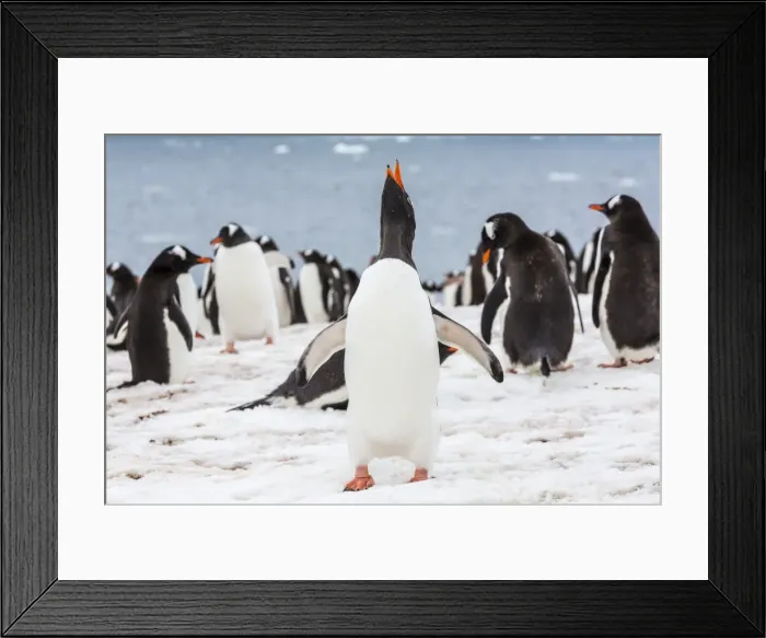 Framed Print : Adult gentoo penguins (Pygoscelis papua) courtship display, Neko Harbor, Antarctica, Southern Ocean, Polar Regions Framed Print : Adult gentoo penguins (Pygoscelis papua) courtship display, Neko Harbor, Antarctica, Southern Ocean, Polar Regions