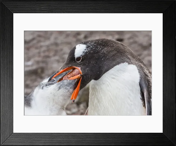 Framed Print : Adult gentoo penguin (Pygoscelis papua) feeding chick, Hannah Point, Livingston Island, South Shetland Islands, Antarctica, Southern Ocean, Polar Regions Framed Print : Adult gentoo penguin (Pygoscelis papua) feeding chick, Hannah Point, Livingston Island, South Shetland Islands, Antarctica, Southern Ocean, Polar Regions
