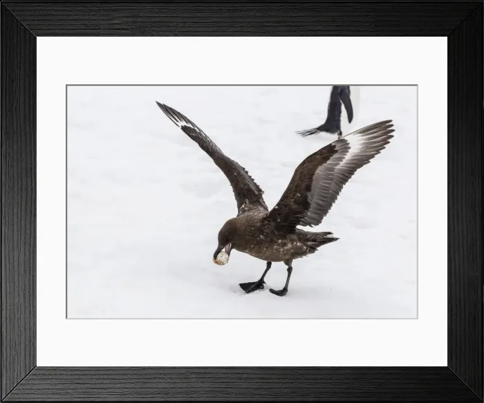 Framed Print : Adult Antarctic skua (Catharacta spp) steals a penguin egg from its parent, Aitcho Island, South Shetland Islands, Antarctica, Southern Ocean, Polar Regions Framed Print : Adult Antarctic skua (Catharacta spp) steals a penguin egg from its parent, Aitcho Island, South Shetland Islands, Antarctica, Southern Ocean, Polar Regions
