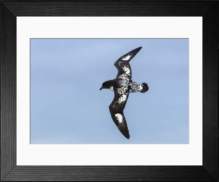 Framed Print : Adult cape (pintado) petrel (Daption capense) in flight, Drake Passage, Antarctica, Southern Ocean, Polar Regions Framed Print : Adult cape (pintado) petrel (Daption capense) in flight, Drake Passage, Antarctica, Southern Ocean, Polar Regions