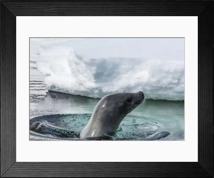 Framed Print : Adult crabeater seal (Lobodon carcinophaga), Cuverville Island, near the Antarctic Peninsula, Southern Ocean, Polar Regions Framed Print : Adult crabeater seal (Lobodon carcinophaga), Cuverville Island, near the Antarctic Peninsula, Southern Ocean, Polar Regions