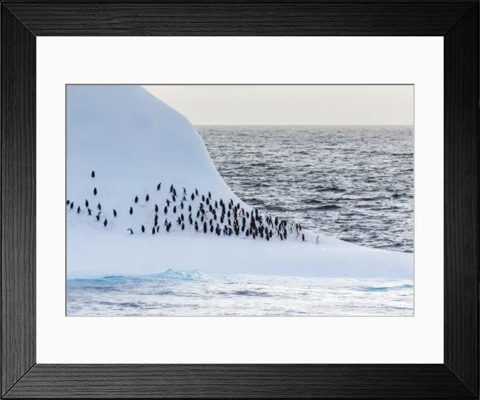 Framed Print : Adult chinstrap penguin (Pygoscelis antarctica), Half Moon Island, South Shetland Islands, Antarctica, Southern Ocean, Polar Regions Framed Print : Adult chinstrap penguin (Pygoscelis antarctica), Half Moon Island, South Shetland Islands, Antarctica, Southern Ocean, Polar Regions