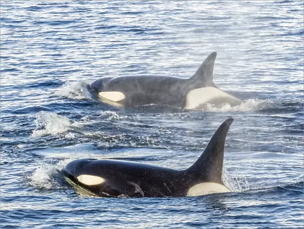 Type A killer whales (Orcinus orca) travelling and socializing in Gerlache Strait near the Antarctic Peninsula, Southern Ocean, Polar Regions