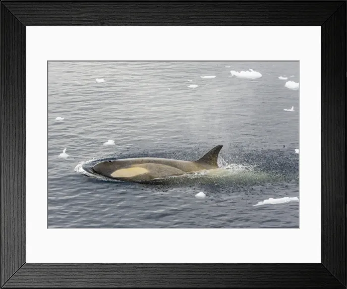 Framed Print : A small pod of Type B killer whales (Orcinus orca) in Neko Harbor, Andvord Bay, Antarctica, Southern Ocean, Polar Regions Framed Print : A small pod of Type B killer whales (Orcinus orca) in Neko Harbor, Andvord Bay, Antarctica, Southern Ocean, Polar Regions