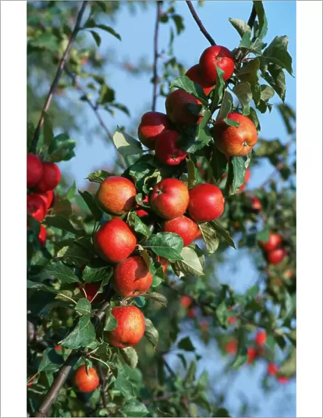 Red Cider Apples on the Branch of an Apple Tree