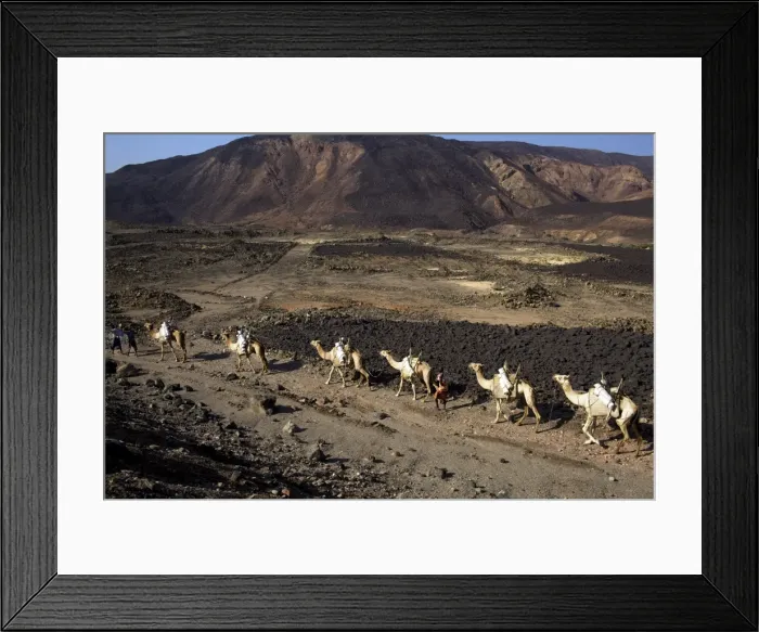Framed Print : Salt caravan in Djibouti, going from Assal Lake to Ethiopian mountains, Djibouti, Africa Framed Print : Salt caravan in Djibouti, going from Assal Lake to Ethiopian mountains, Djibouti, Africa