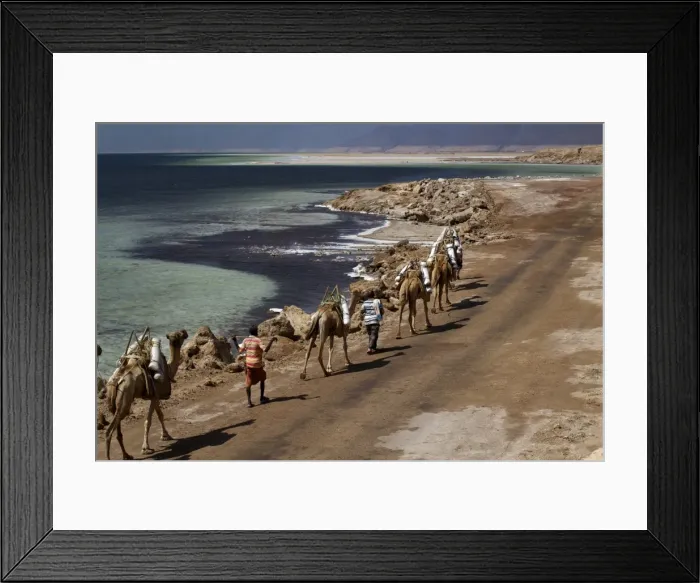 Framed Print : Salt caravan in Djibouti, going from Assal Lake to Ethiopian mountains, Djibouti, Africa Framed Print : Salt caravan in Djibouti, going from Assal Lake to Ethiopian mountains, Djibouti, Africa