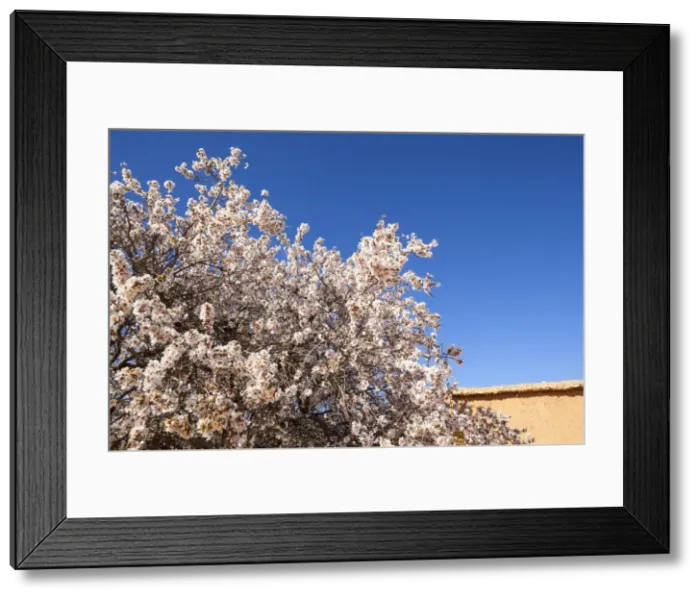 Framed Print : Almond blossom, Boumalne Du Dades, Morocco, North Africa, Africa Framed Print : Almond blossom, Boumalne Du Dades, Morocco, North Africa, Africa