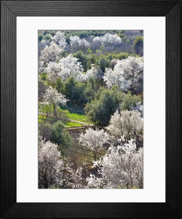 Framed Print : Almond blossom, El-Kelaa M Gouna, Morocco, North Africa, Africa Framed Print : Almond blossom, El-Kelaa M Gouna, Morocco, North Africa, Africa