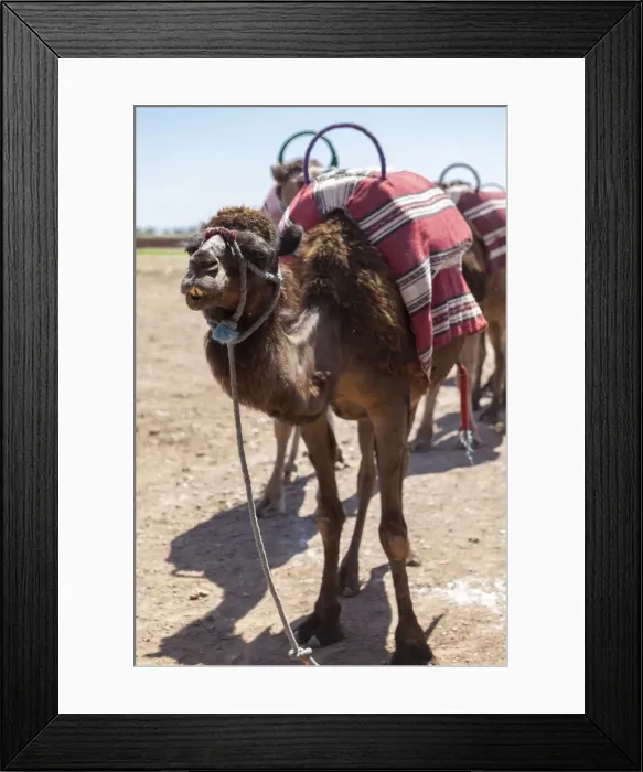Framed Print : A camel just outside of Marrakesh, Morocco, North Africa, Africa Framed Print : A camel just outside of Marrakesh, Morocco, North Africa, Africa