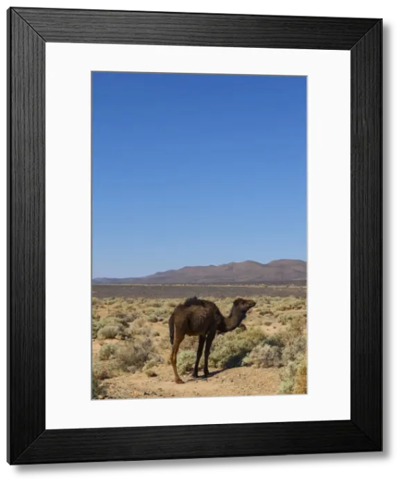 Framed Print : The road to Merzouga, Morocco, North Africa, Africa Framed Print : The road to Merzouga, Morocco, North Africa, Africa