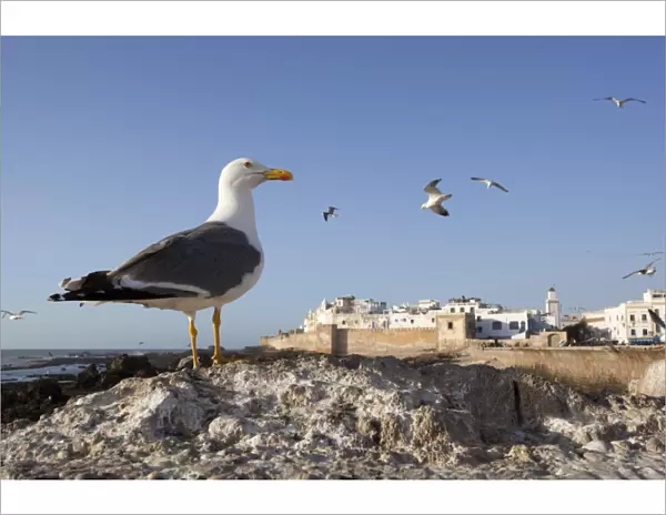 Seagulls and the medina and ramparts, Essaouira, Atlantic coast, Morocco, North Africa, Africa