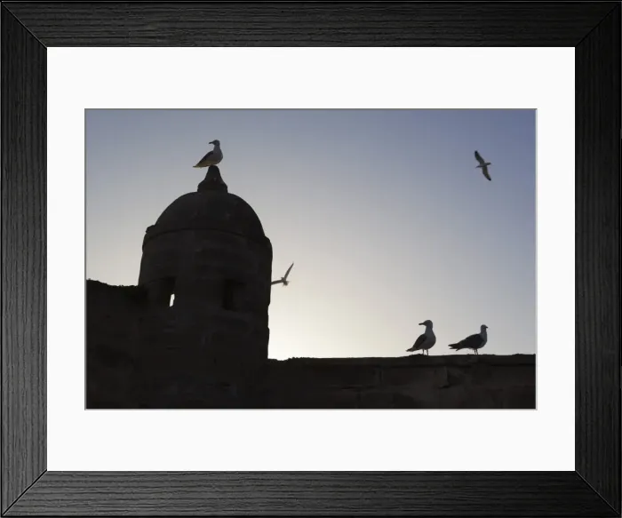 Framed Print : The fort silhouetted with seagulls, Essaouira, Atlantic coast, Morocco, North Africa, Africa Framed Print : The fort silhouetted with seagulls, Essaouira, Atlantic coast, Morocco, North Africa, Africa