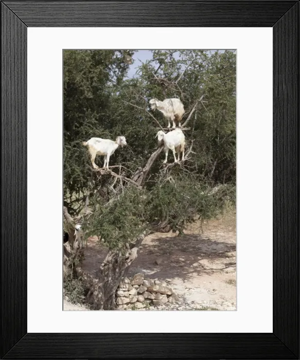 Framed Print : Goats up Argan tree, near Essaouira, Morocco, North Africa, Africa Framed Print : Goats up Argan tree, near Essaouira, Morocco, North Africa, Africa