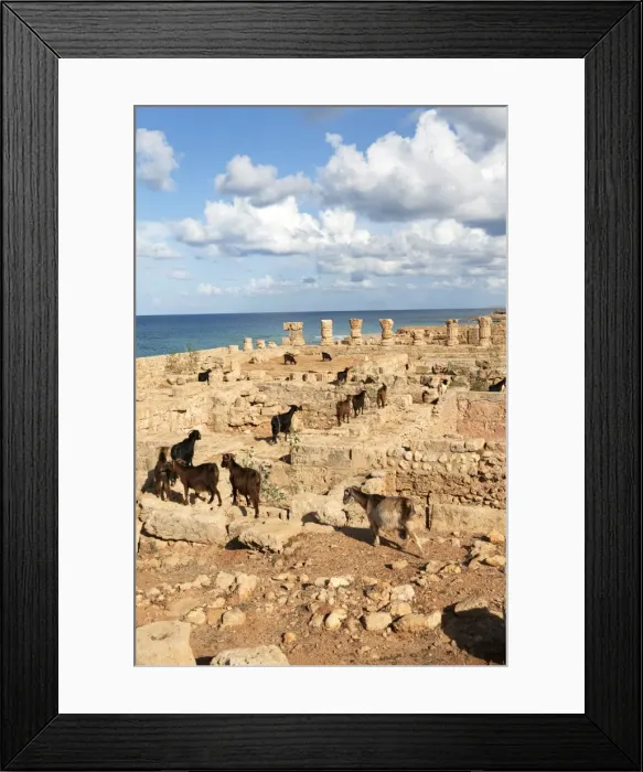 Framed Print : Goats going into the bath house ruins, Apollonia, Libya, North Africa, Africa Framed Print : Goats going into the bath house ruins, Apollonia, Libya, North Africa, Africa