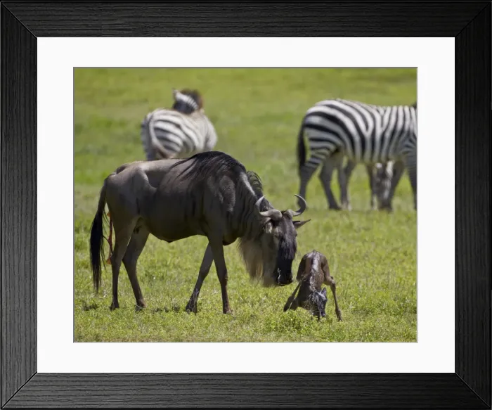 Framed Print : Blue wildebeest (brindled gnu) (Connochaetes taurinus) just-born calf trying to stand, Ngorongoro Crater, Tanzania, East Africa, Africa Framed Print : Blue wildebeest (brindled gnu) (Connochaetes taurinus) just-born calf trying to stand, Ngorongoro Crater, Tanzania, East Africa, Africa