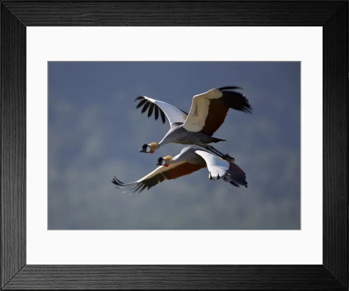 Framed Print : Grey crowned crane (Southern crowned crane) (Balearica regulorum) pair in flight, Ngorongoro Crater, Tanzania, East Africa, Africa Framed Print : Grey crowned crane (Southern crowned crane) (Balearica regulorum) pair in flight, Ngorongoro Crater, Tanzania, East Africa, Africa
