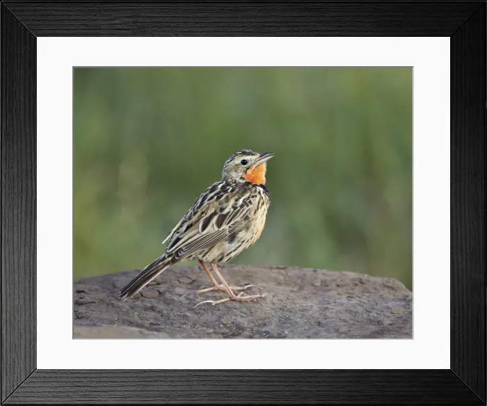 Framed Print : Rosy-breasted longclaw (pink-throated longclaw) (Macronyx ameliae) singing, Ngorongoro Crater, Tanzania, East Africa, Africa Framed Print : Rosy-breasted longclaw (pink-throated longclaw) (Macronyx ameliae) singing, Ngorongoro Crater, Tanzania, East Africa, Africa
