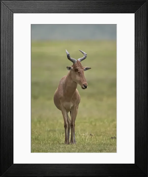 Framed Print : Cokes hartebeest (Alcelaphus buselaphus cokii), Ngorongoro Crater, Tanzania, East Africa, Africa Framed Print : Cokes hartebeest (Alcelaphus buselaphus cokii), Ngorongoro Crater, Tanzania, East Africa, Africa