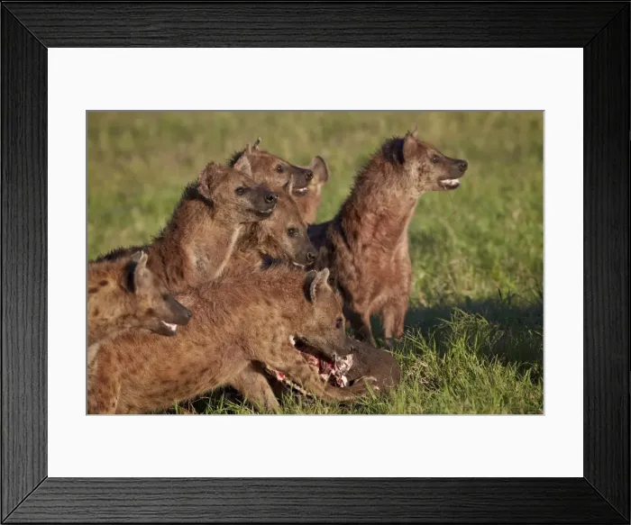 Framed Print : Spotted Hyena or Spotted Hyaena (Crocuta crocuta) at a Cape Buffalo kill, Ngorongoro Crater, Tanzania Framed Print : Spotted Hyena or Spotted Hyaena (Crocuta crocuta) at a Cape Buffalo kill, Ngorongoro Crater, Tanzania