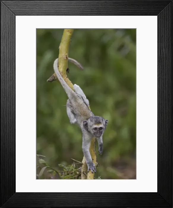 Framed Print : Young vervet monkey (Chlorocebus aethiops) climbing a tree, Ngorongoro Crater, Tanzania, East Africa, Africa Framed Print : Young vervet monkey (Chlorocebus aethiops) climbing a tree, Ngorongoro Crater, Tanzania, East Africa, Africa