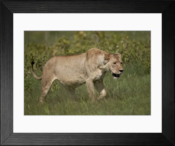 Framed Print : Lioness (Lion, Panthera leo), Ngorongoro Crater, Tanzania, East Africa, Africa Framed Print : Lioness (Lion, Panthera leo), Ngorongoro Crater, Tanzania, East Africa, Africa
