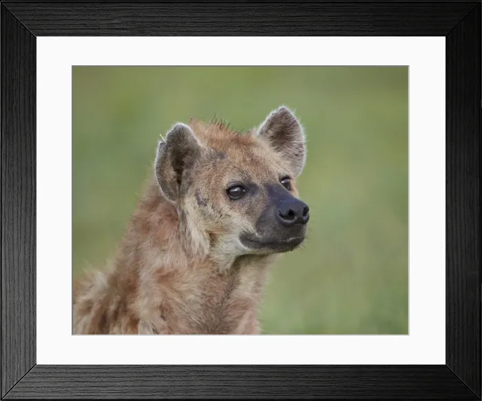 Framed Print : Spotted hyena (spotted hyaena) (Crocuta crocuta), Ngorongoro Crater, Tanzania, East Africa, Africa Framed Print : Spotted hyena (spotted hyaena) (Crocuta crocuta), Ngorongoro Crater, Tanzania, East Africa, Africa