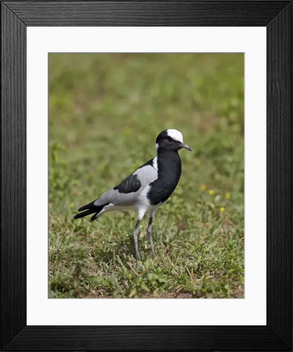 Framed Print : Blacksmith plover (blacksmith lapwing) (Vanellus armatus), Ngorongoro Crater, Tanzania, East Africa, Africa Framed Print : Blacksmith plover (blacksmith lapwing) (Vanellus armatus), Ngorongoro Crater, Tanzania, East Africa, Africa