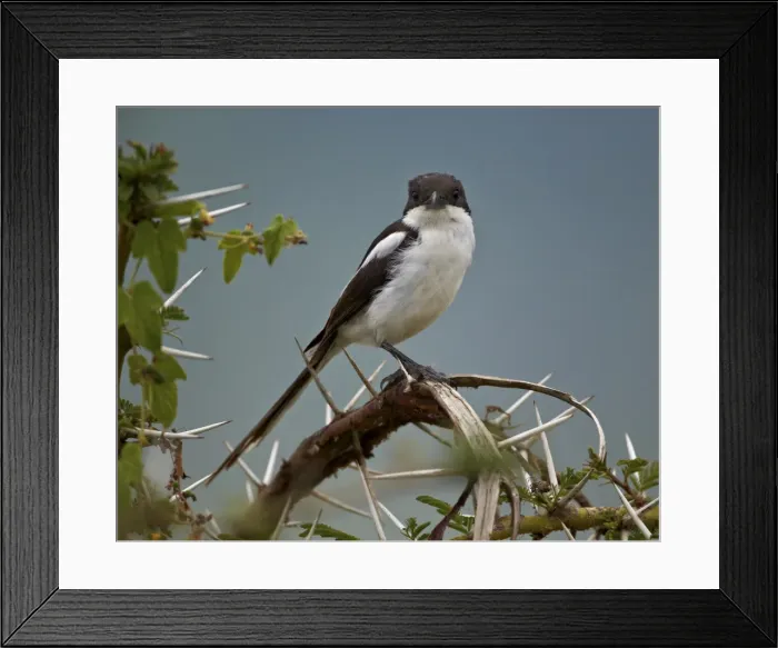 Framed Print : Fiscal shrike (common fisca) (Lanius collaris), Ngorongoro Crater, Tanzania, East Africa, Africa