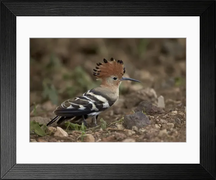Framed Print : African hoopoe (Upupa africana) with its crest erected, Ngorongoro Crater, Tanzania, East Africa, Africa Framed Print : African hoopoe (Upupa africana) with its crest erected, Ngorongoro Crater, Tanzania, East Africa, Africa