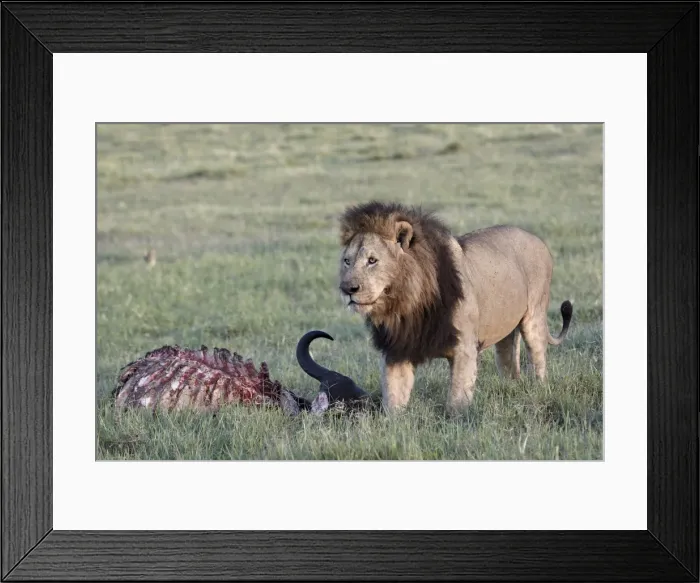 Framed Print : Lion (Panthera leo) at a Cape buffalo kill, Ngorongoro Crater, Tanzania, East Africa, Africa Framed Print : Lion (Panthera leo) at a Cape buffalo kill, Ngorongoro Crater, Tanzania, East Africa, Africa