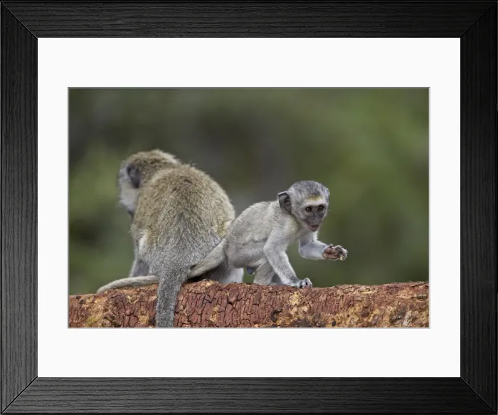 Framed Print : Young vervet monkey (Chlorocebus aethiops), Ngorongoro Crater, Tanzania, East Africa, Africa Framed Print : Young vervet monkey (Chlorocebus aethiops), Ngorongoro Crater, Tanzania, East Africa, Africa