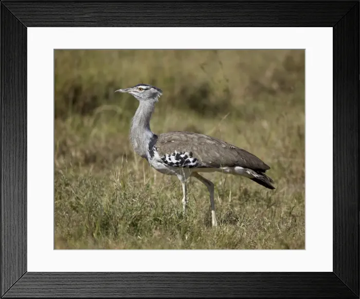 Framed Print : Kori bustard (Ardeotis kori), Ngorongoro Crater, Tanzania, East Africa, Africa Framed Print : Kori bustard (Ardeotis kori), Ngorongoro Crater, Tanzania, East Africa, Africa