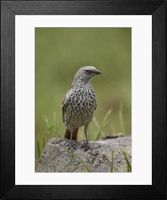 Framed Print : Rufus-tailed weaver (Histurgops ruficaudus), Ngorongoro Crater, Tanzania, East Africa, Africa Framed Print : Rufus-tailed weaver (Histurgops ruficaudus), Ngorongoro Crater, Tanzania, East Africa, Africa