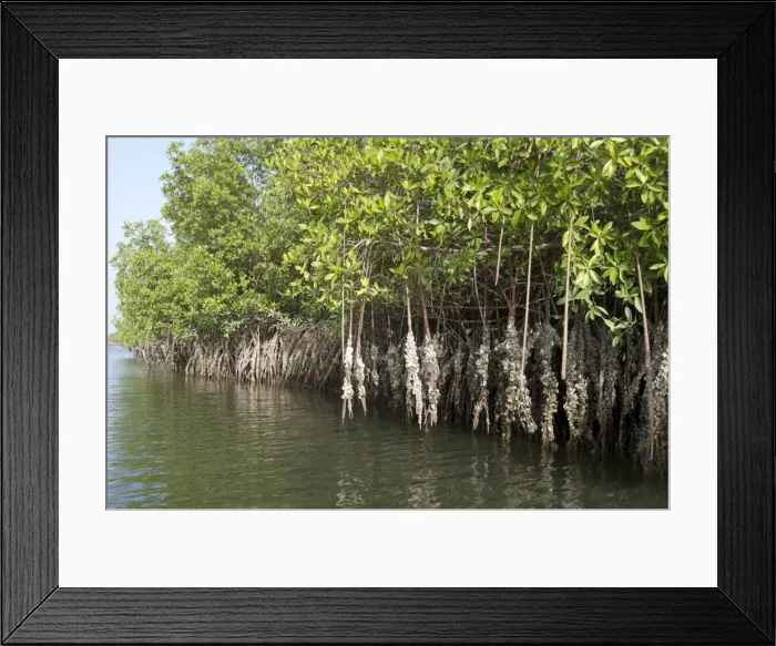 Framed Print : Mangrove swamps with oysters growing up the roots, Makasutu, Gambia, West Africa, Africa Framed Print : Mangrove swamps with oysters growing up the roots, Makasutu, Gambia, West Africa, Africa