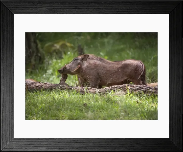 Framed Print : Eritrean warthog (Phacochoerus africanus aeliani) scratching on a log, Bale Mountains, Ethiopia, Africa Framed Print : Eritrean warthog (Phacochoerus africanus aeliani) scratching on a log, Bale Mountains, Ethiopia, Africa
